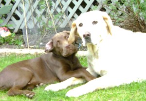 Our Finn and Old Buck