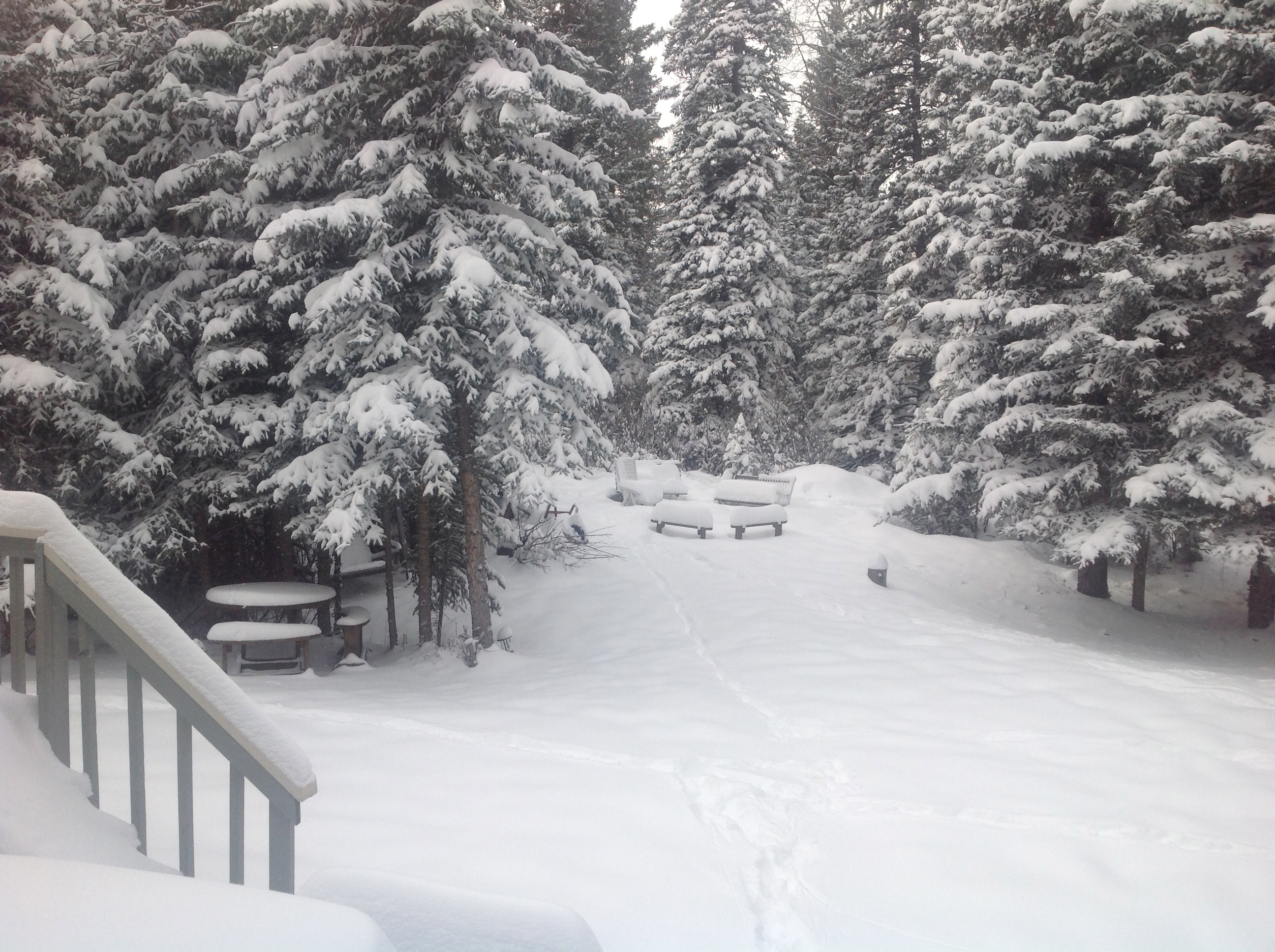 The blanket of Willy in our backyard