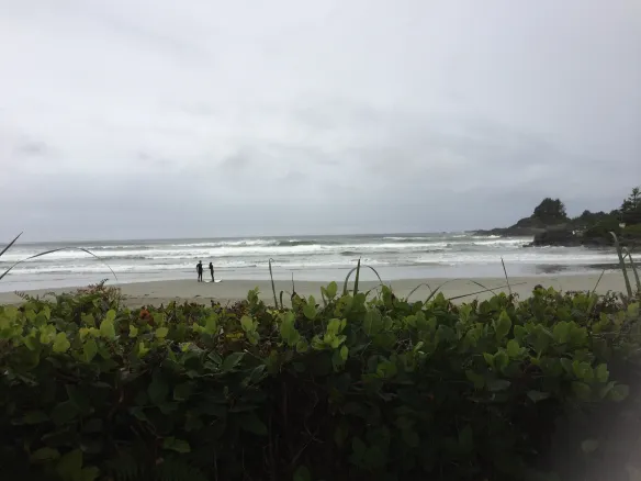 Tofino