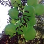 bd balloons